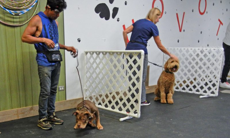 Good Dog! Because ‘Love’ Is a Four-Legged Word